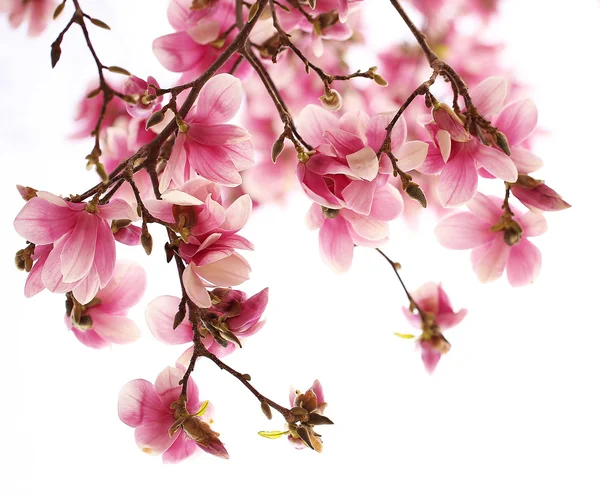 Magnolia tree blossom over white — Stock Photo, Image