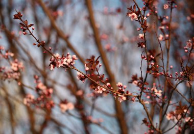 Sakura Cherry Blossom bahar gününde 