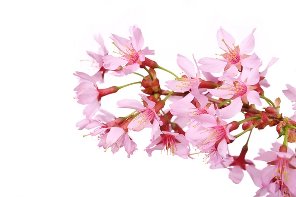 Flor de cerejeira, flores sakura isolado no fundo branco — Fotografia de Stock