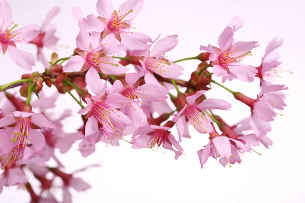 Flor de cerejeira, flores sakura sobre fundo branco — Fotografia de Stock