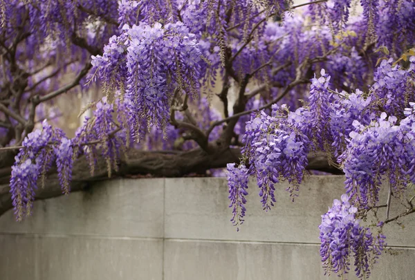 Wisteria flowers hanging on the wall