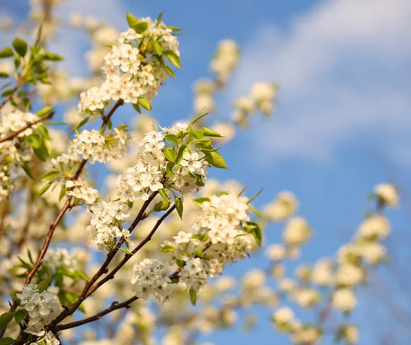 Flor de Primavera de Cereja de Pássaro. Flores brancas ao ar livre — Fotografia de Stock