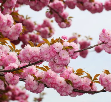 Bahar, güzel pembe çiçekler içinde kiraz çiçeği. Sakura