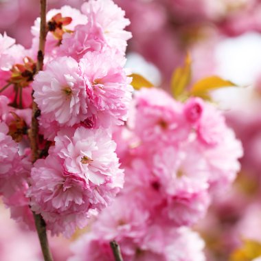 Bahar, güzel pembe çiçekler içinde kiraz çiçeği. Sakura