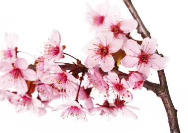 Kiraz çiçeği beyaz izole et. Sakura. Güzel pembe çiçekler 