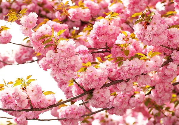 Flor de cereja na primavera, belas flores cor-de-rosa. Sakura. — Fotografia de Stock