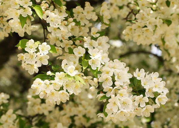 Cherry blossoms. White flowers on spring day — Stock Photo, Image