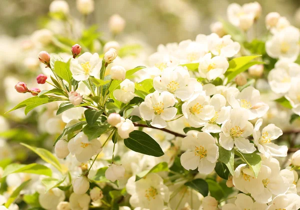 Flores de cerejeira. Flores brancas no dia da primavera — Fotografia de Stock