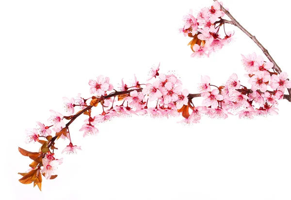 Κεράσι ανθίσει απομονωθεί σε λευκό. Sakura. Όμορφα ροζ λουλούδια — Φωτογραφία Αρχείου