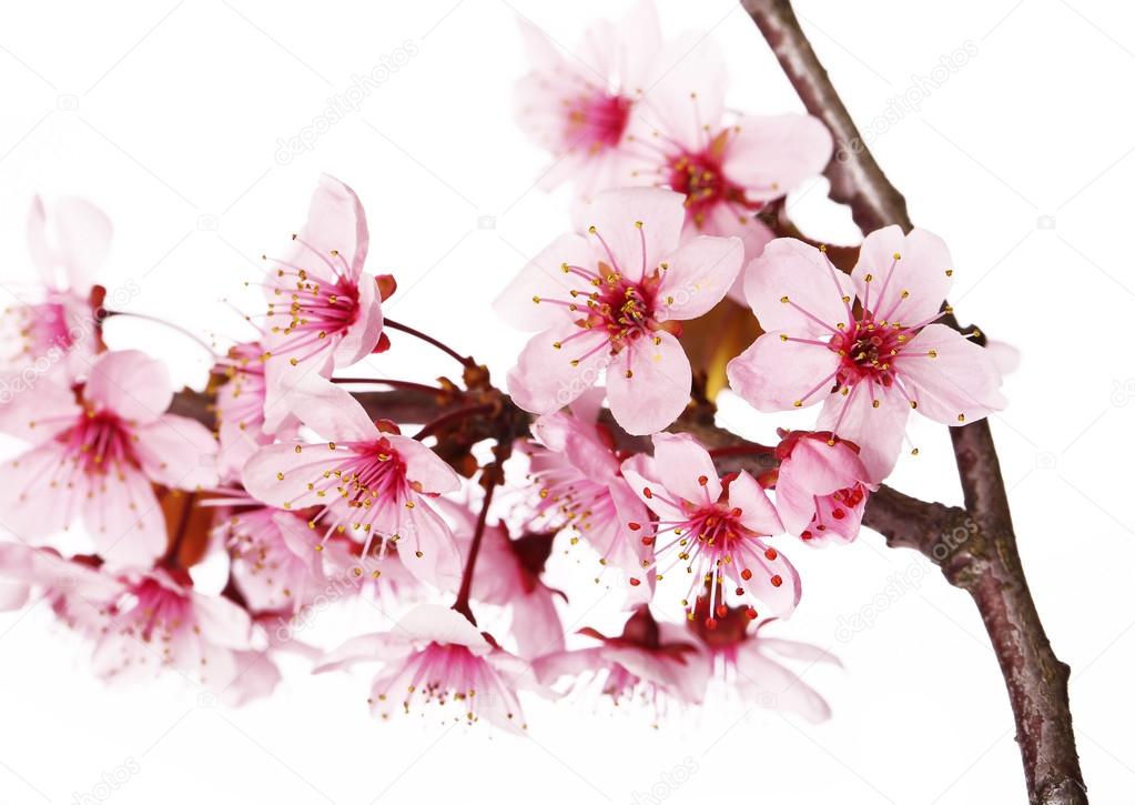 Cherry blossom isolate on white. Sakura. Beautiful pink flowers 