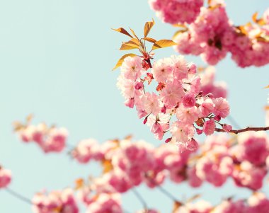Bahar, güzel pembe çiçekler içinde kiraz çiçeği. Sakura