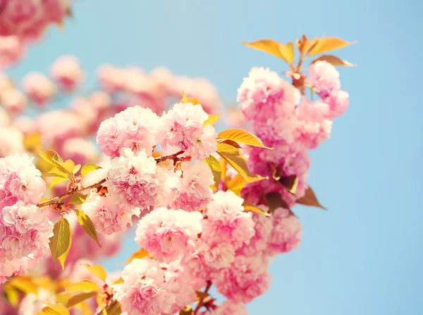 在春天，美丽的粉红色花朵的樱花。樱花 — 图库照片