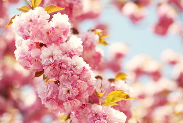 Fiori di ciliegio in primavera, bellissimi fiori rosa. Sakura — Foto Stock