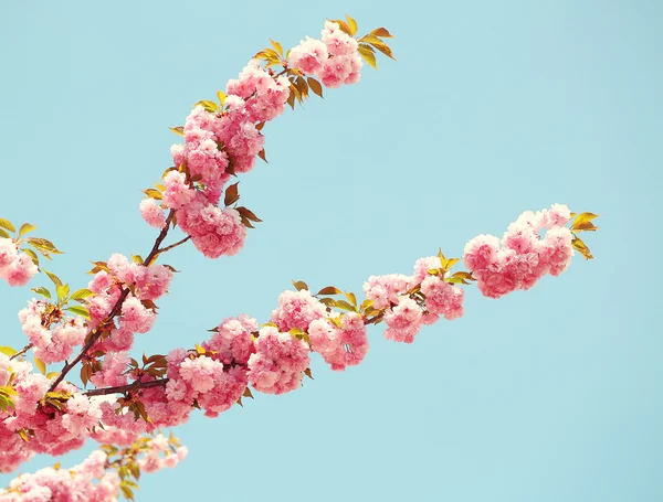 Cherry blossom in springtime, beautiful pink flowers. Sakura — Stock Photo, Image