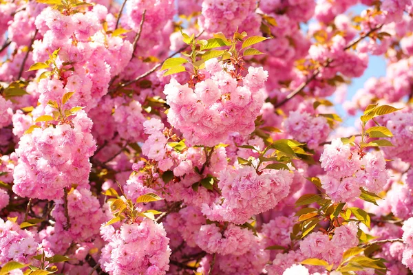 在春天，美丽的粉红色花朵的樱花。樱花 — 图库照片