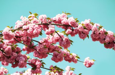 Bahar, güzel pembe çiçekler içinde kiraz çiçeği. Sakura