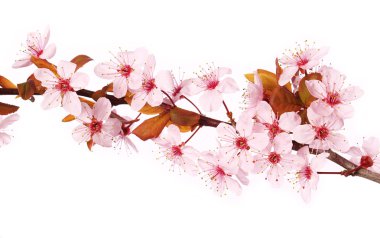 Kiraz çiçeği beyaz izole et. Sakura. Güzel pembe çiçekler 