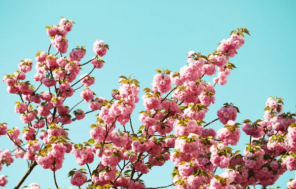 Bahar, güzel pembe çiçekler içinde kiraz çiçeği. Sakura