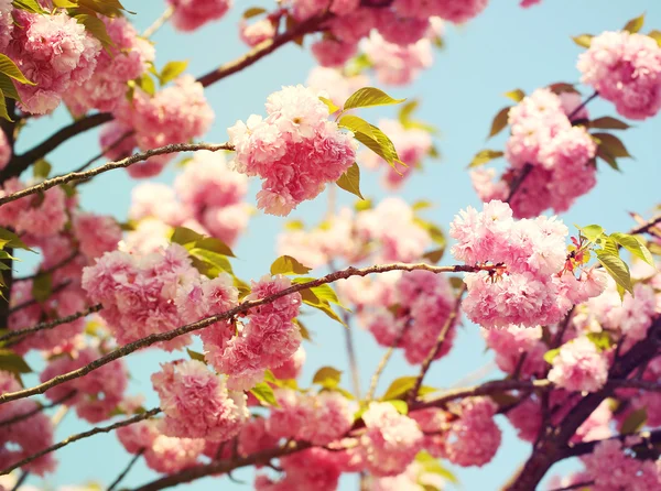Κεράσι ανθίσει άνοιξη, τα όμορφα ροζ λουλούδια. Sakura — Φωτογραφία Αρχείου