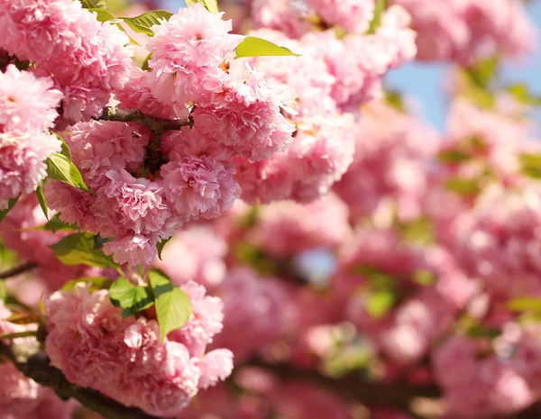 Bahar, güzel pembe çiçekler içinde kiraz çiçeği. Sakura — Stok fotoğraf