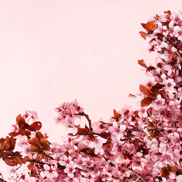Cherry blossom, beautiful pink flowers. Sakura — Stock Photo, Image