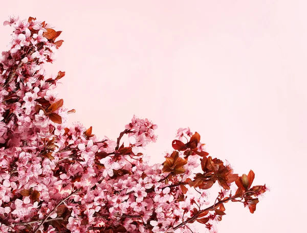 Třešňový květ, krásné růžové květy. Sakura — Stock fotografie