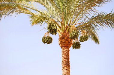 Palmiye ağacı tarihi meyve ile