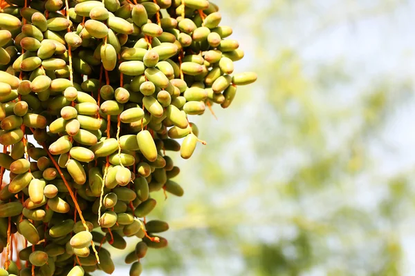 Palm Tree with date fruits — Stock Photo, Image