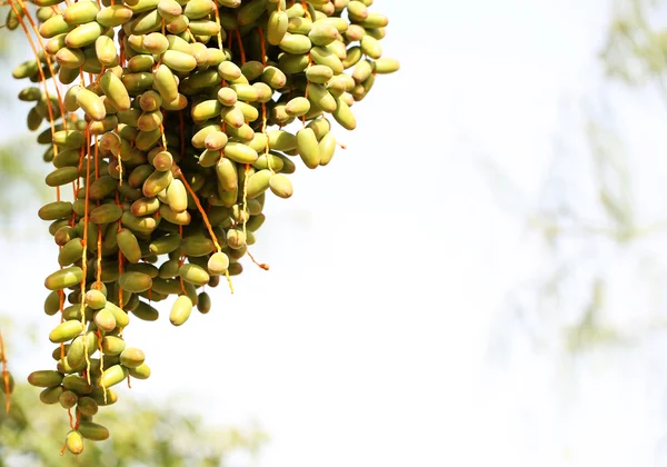 Palmboom met datum vruchten — Stockfoto