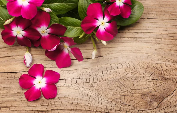 Magenta Vinca Flowers on wooden background (Catharanthus roseus) — Stock Photo, Image