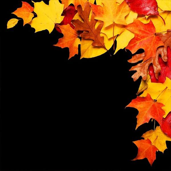 Autumn Leaves поверх черного фона с пространством для копирования. Падение — стоковое фото