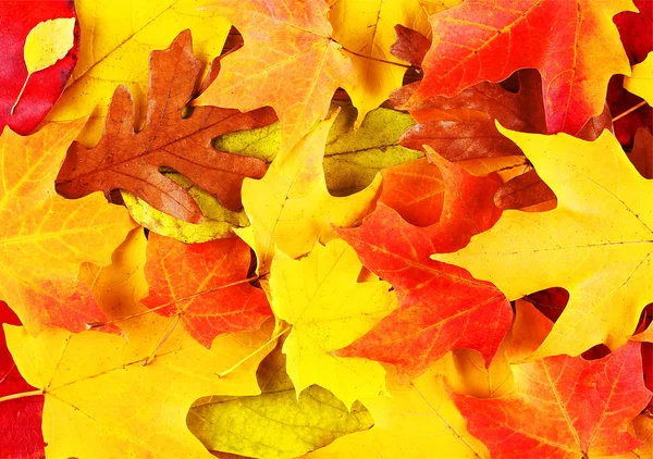 Осенние листья. Осенний фон — стоковое фото