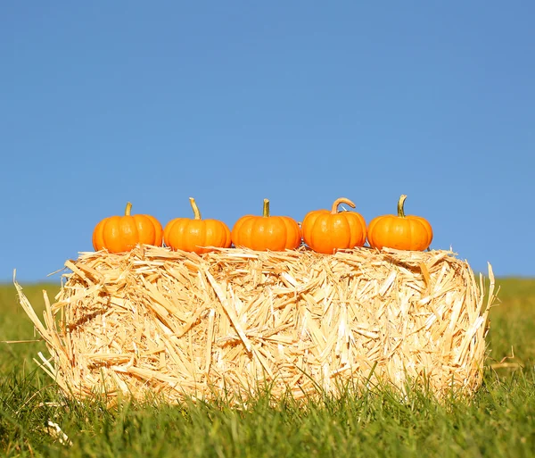 Pumpkins in basket. Outdoor. Harvest — Stock Photo, Image
