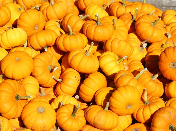 Heap of tiny pumpkins. Background — Stock Photo, Image
