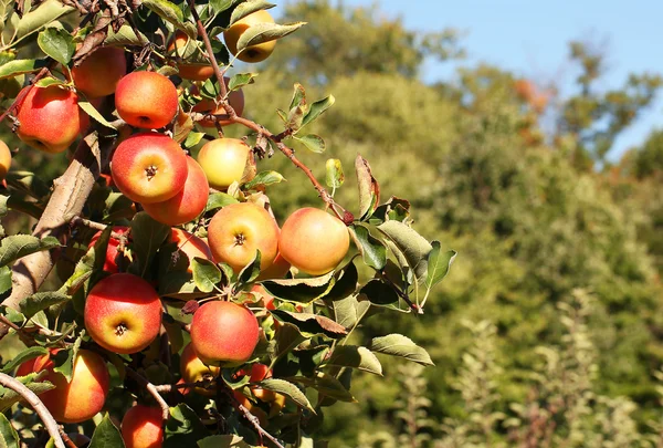 Rode appels op takken klaar om te worden geoogst — Stockfoto