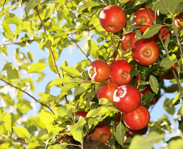 Rode appels op tak klaar om te worden geoogst. Jonathan appels — Stockfoto