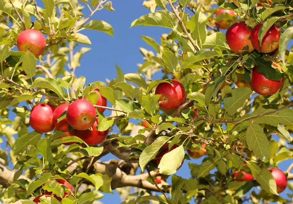 Rode appels op takken klaar om te worden geoogst. Jonathan appels — Stockfoto