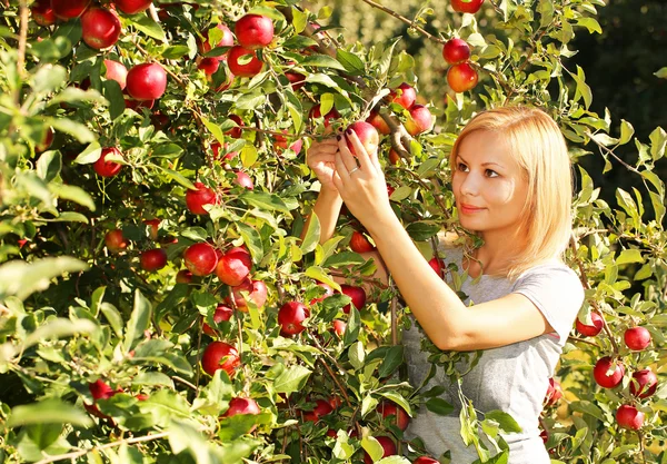 Herfst meisje plukken rode appel van de boom. Blonde jonge vrouw — Stockfoto