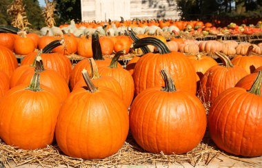 Kabaklar sonbahar piyasada. Hasat