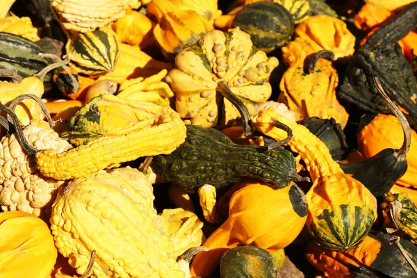 Assorted gourds at market place. Harvest — Stock Photo, Image