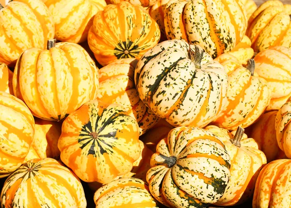 Calabaza de albóndigas de carnaval de rayas amarillas. Cosecha —  Fotos de Stock