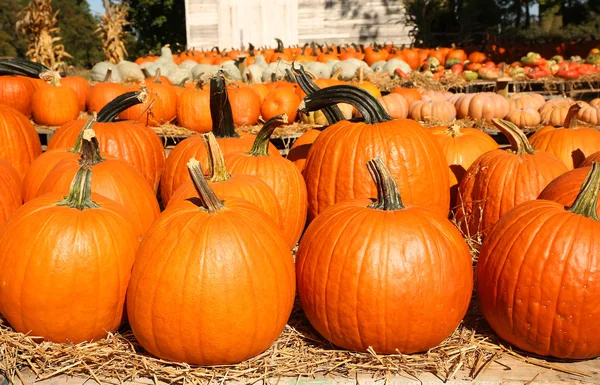 Pumpkins on the autumn market. Harvest — Stock Photo, Image