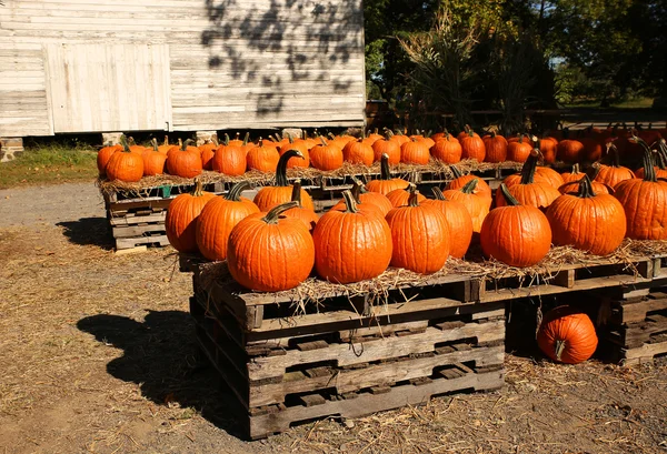 Citrouilles sur le marché d'automne. Récolte — Photo