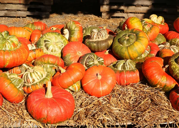 Turk Turban Squash no mercado. Colheita — Fotografia de Stock