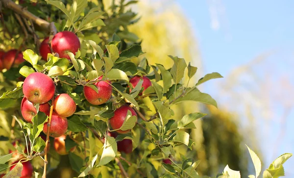 Красные яблоки на ветке, готовые к уборке. Джонатан Лицензионные Стоковые Фото