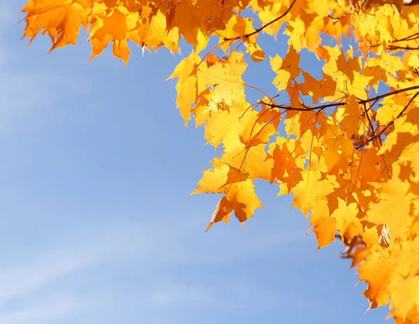 Feuilles d'érable jaunes d'automne sur ciel bleu. Chute — Photo