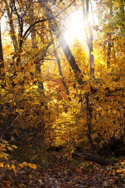 Sonbahar orman. Sonbahar