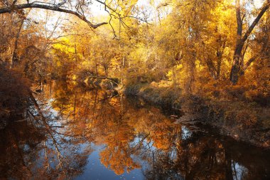 Sonbahar orman Nehri ile. Park Güz