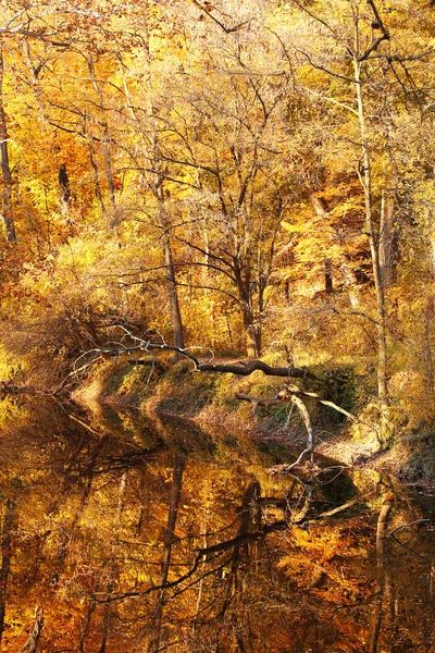 Herbstwald mit Fluss. Park im Herbst — Stockfoto