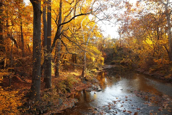 Jesień las z rzeki. Park w jesieni Zdjęcie Stockowe